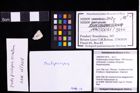 Foto (Objekt + Etiketten) von Nodoprosopon ornatum (Meyer, 1842) 